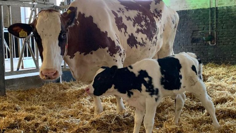 Moeder 'Berta' en haar gezonde kalf (foto: De Brabantse Kluis).