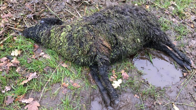 De boer deed een lugubere vondst. (foto: Rianne van Helden)