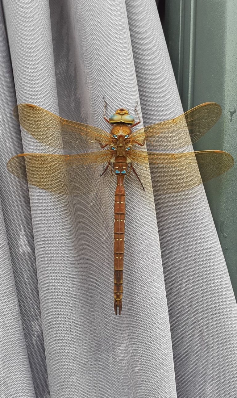 Een bruine glazenmaker (foto: Winkje Nogarede).