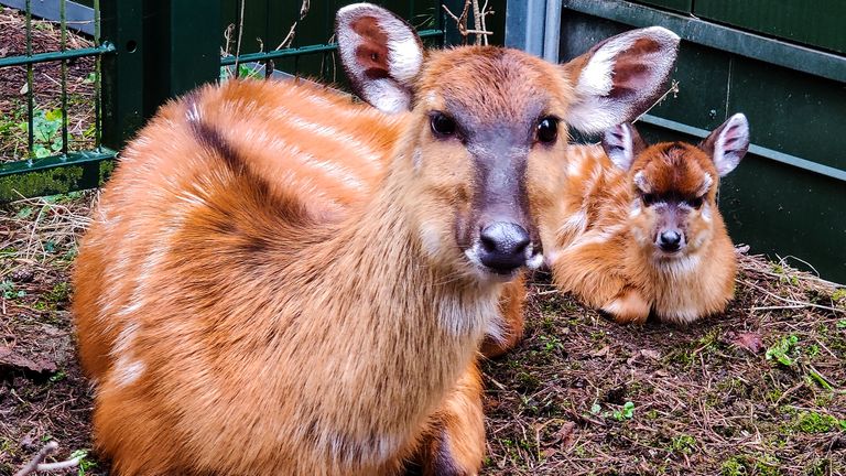 De kleine sitatoenga met moeder Vera (foto: Beekse Bergen/Masika Vermij-van Dijk)