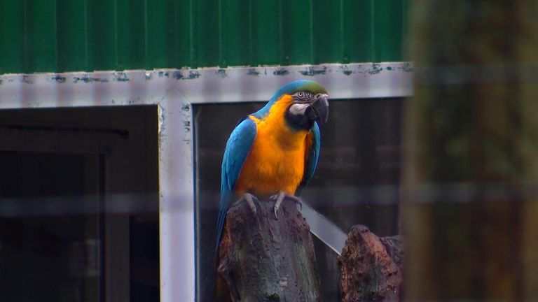 Een van de papegaaien van ZOO Veldhoven.