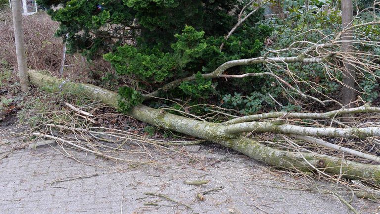 De zware tak die op het hoofd van de boomwerker viel (Foto: SQVision)