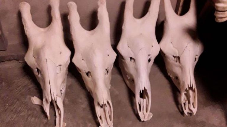 Schedels gevonden bij handelaar (Foto: NVWA)