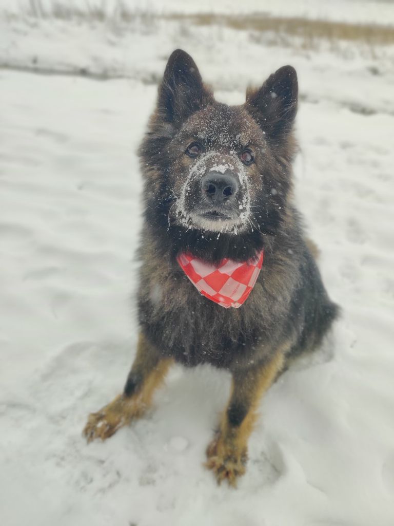 De Brabantse sneeuwhond in zijn natuurlijke habitat (foto: Vera Bouwman).