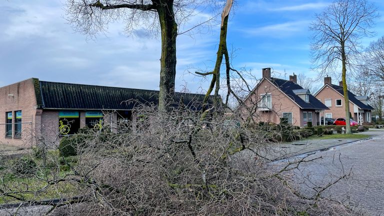 Door de wind braken takken van bomen af (foto: SQ Vision).