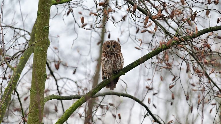 De oudere uil viel aan. Foto: Marcel van de Kerkhof