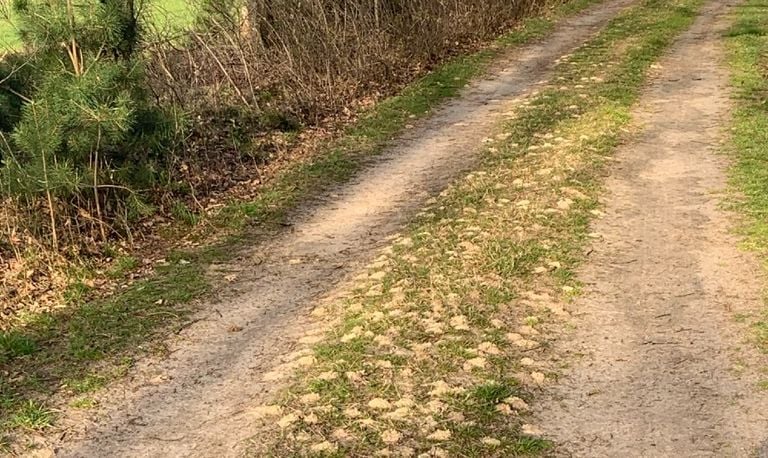 Kleine gele hoopjes (foto: Jan Ockhuizen).