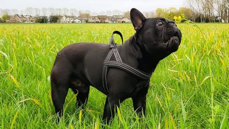 Een paaswandeling met het hondje (foto: Silvana van Dongen).