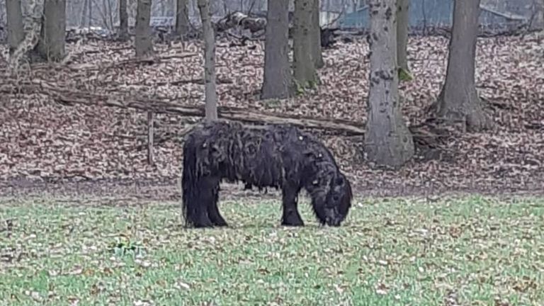 De gestolen pony (foto: politie Asten).