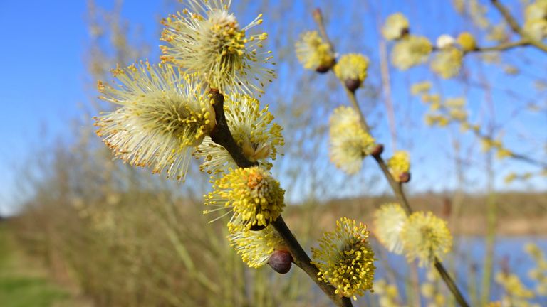 De katjes staan weer aan de bomen (foto: Ben Saanen).