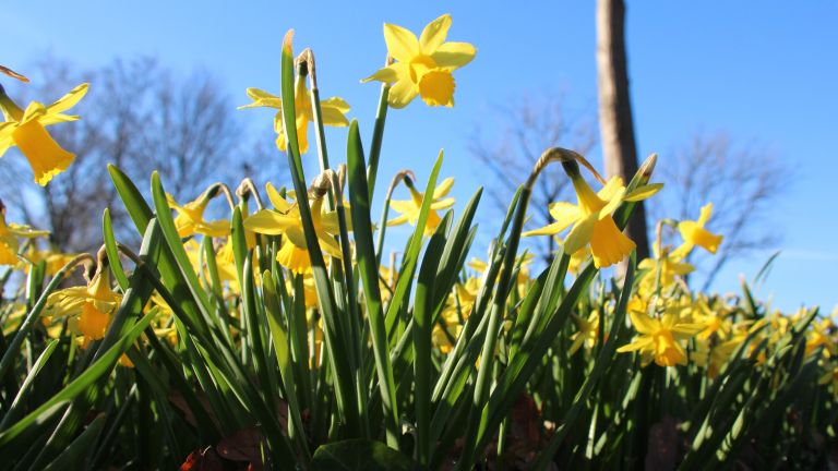 De narcissen staan volop in bloei (foto: Jolanda Pelkmans).