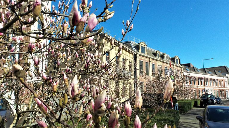 De tulpenboom staat volop in de knop in Breda (foto: Henk Voermans).