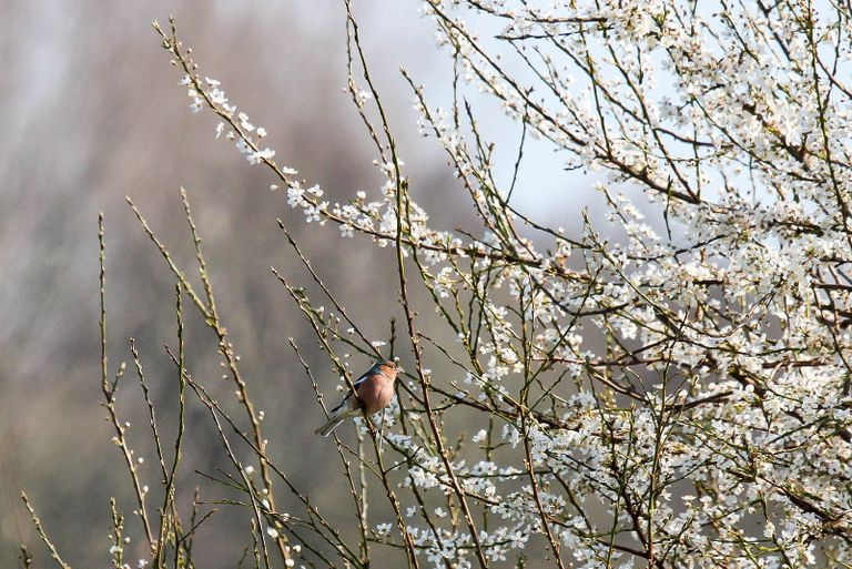 Een vink in een bloesemstruik. Foto: Lida Verkade