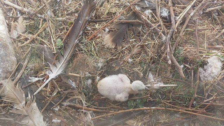Het jong is gezond Het jong is gezond (foto: Dierenrijk).