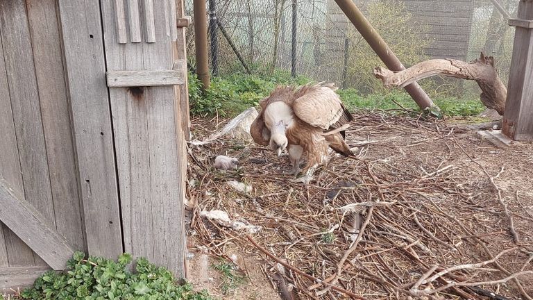 Het jong is gezond (foto: Dierenrijk).