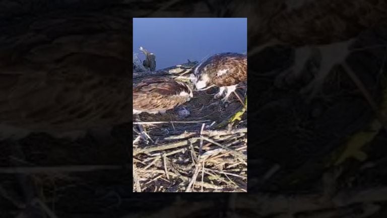Visarenden bekijken het eerste ei. (Foto Thomas van der Es) 