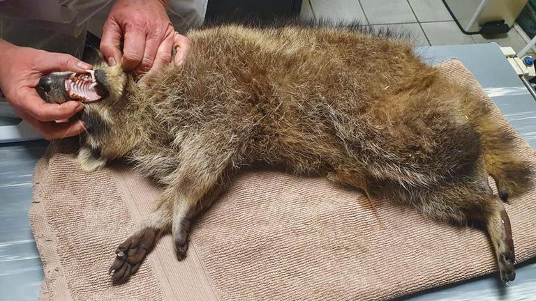 Foto: Vooropvang de Maashorst.