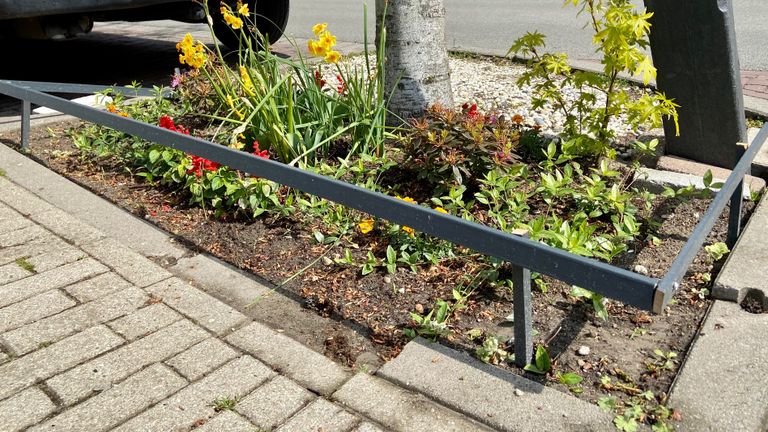 De boomperkjes staan er prachtig bij in Bergen op Zoom (foto: Erik Peeters)