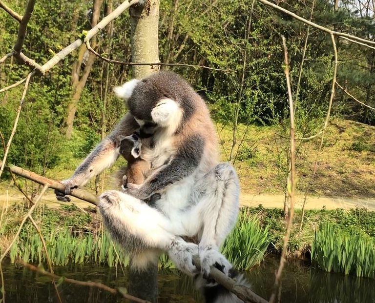 Foto's: ZooParc Overloon.