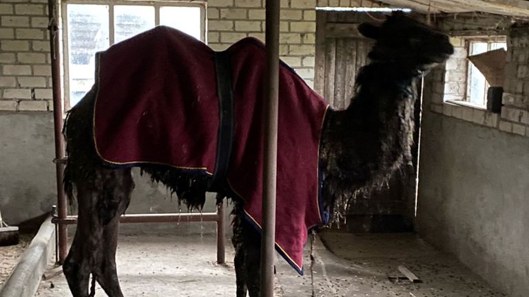 Petje heeft een dekentje gehad (foto: Bas Nijboer).