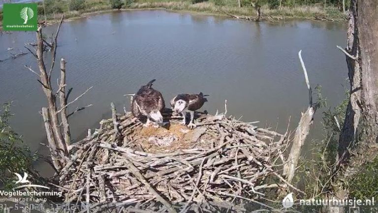 Het arendkoppel met hun kuiken (beeld: vogelbescherming).