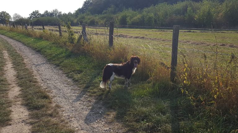 Benz is volgens haar baasje Francien vergiftigd (privéfoto).