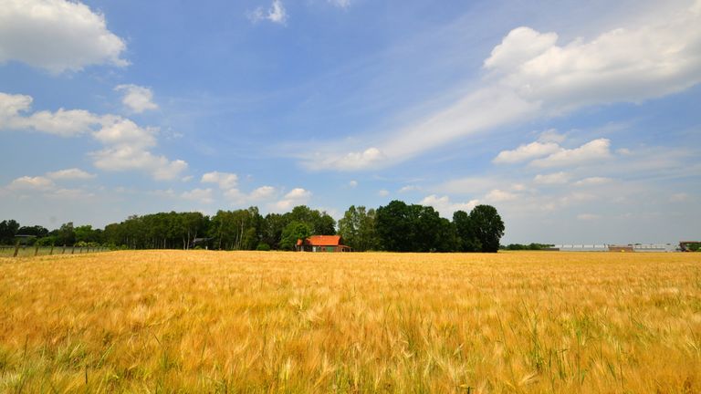  Tropisch heet in Budel (Foto: Ben Saanen). 