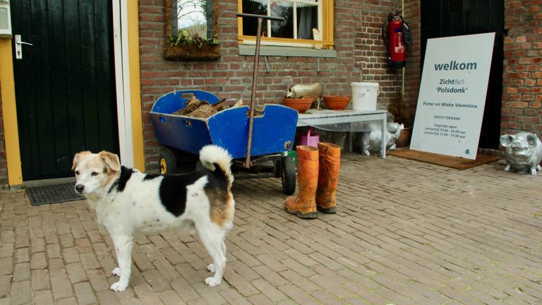 Hond Guusje bij de langgevelboerderij.