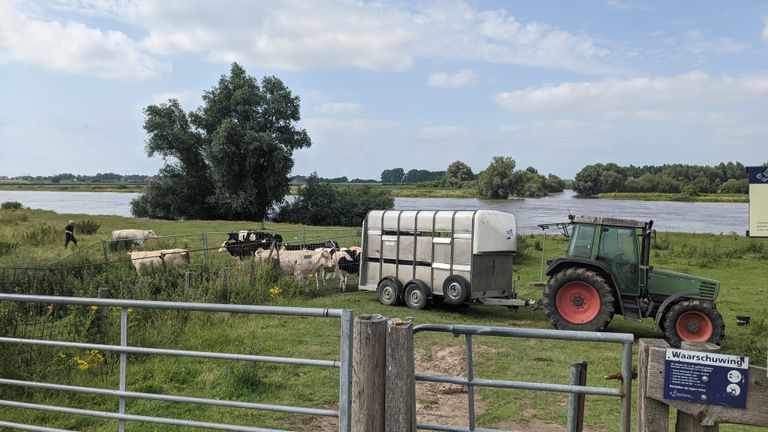 Koeien aan de Maas worden ook geëvacueerd (foto: Cindy Bekkers)