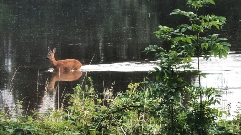 Een ree zoekt een droge plek nu het waterpeil stijgt bij Vierlingsbeek. (Foto:Antwan Terburg)