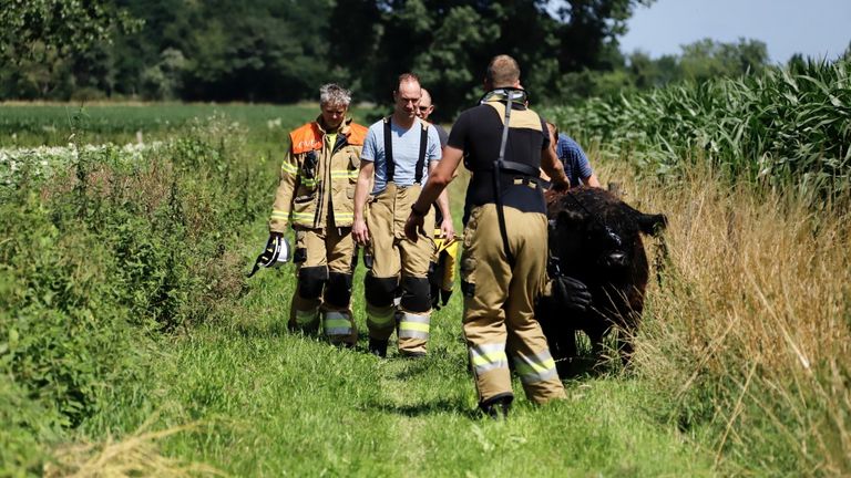 De geredde koe maakt het naar omstandigheden goed. (foto: SK-Media)