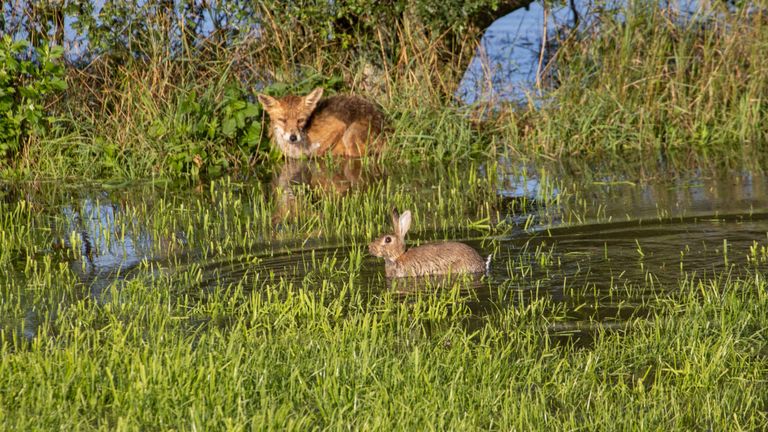  Een uitgeputte vos en konijn aan de rand van de Maasheggen in Beugen. (Foto: Niels van Sambeek)