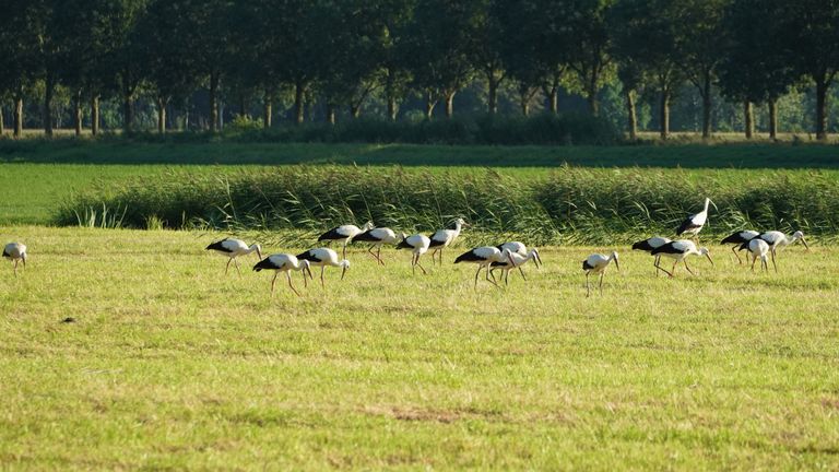 Foto: Dolf Meijer