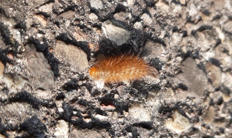 De rups van de kleine beer foto: Marie-Louise Weijters).