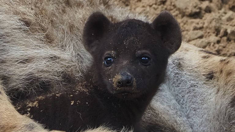 Hyenapup in de Beekse Bergen (foto: Beekse Bergen/Mariska Vermij - Van Dijk).