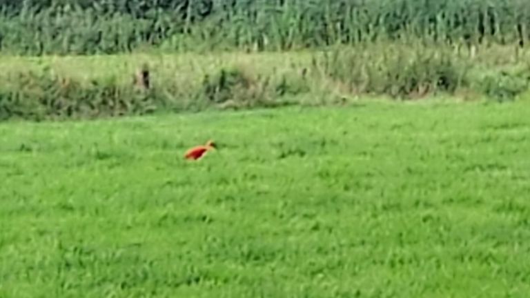Een rode ibis bij kasteel Heeswijk (foto: Irene Weeda).