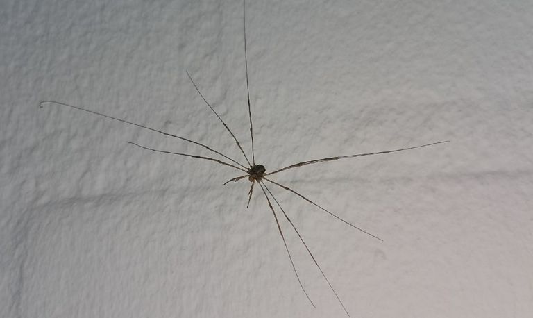 Hooiwagen. (Foto: Roeland Dubèl)