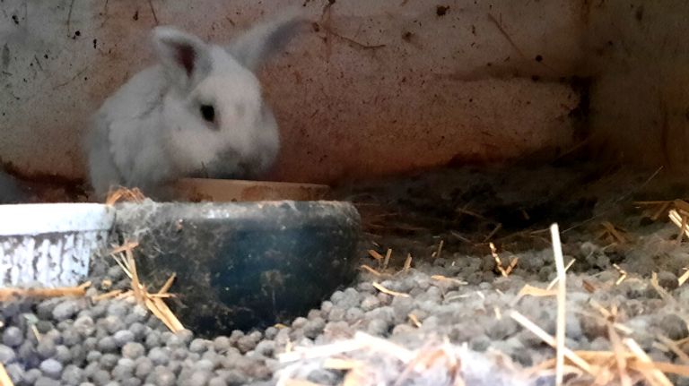 Volop keutels in de hokken (foto: Dierenbescherming).