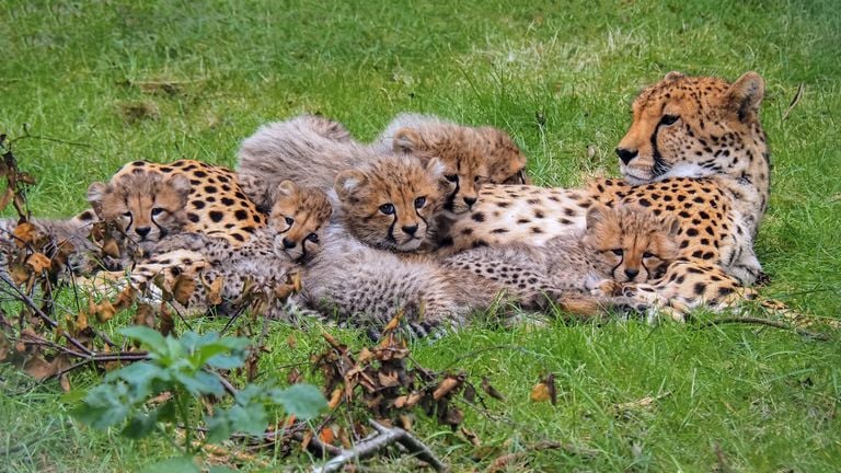 (foto: Beekse Bergen/Mariska Vermij - van Dijk).