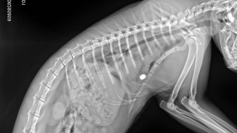 De röntgenfoto van Felix. Het witte stipje is waar het dier werd getroffen door de kogel.