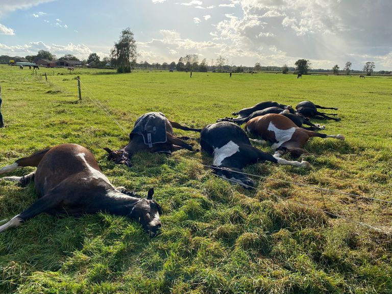 De paarden werden geraakt door de bliksem (foto: Tonnie Vossen)..