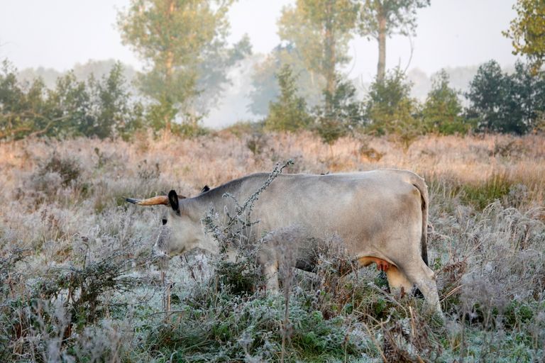 Grazen in de ochtend (foto: Ben Saanen)