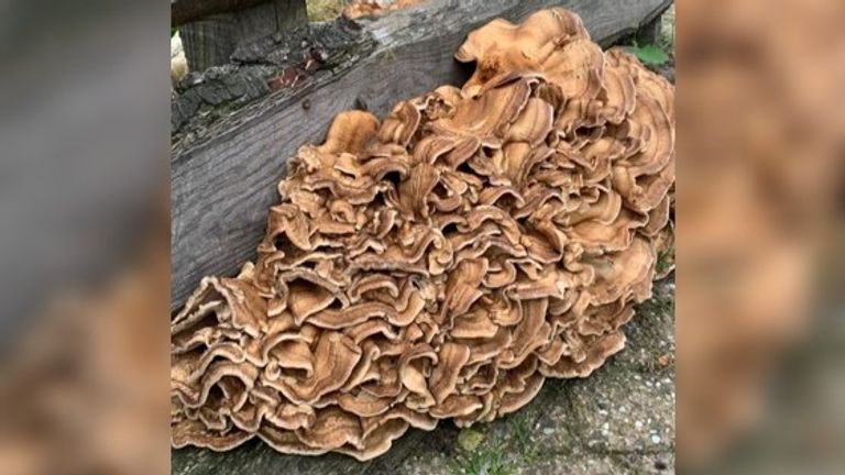 Reuzenzwam (foto: Theo Janssen)