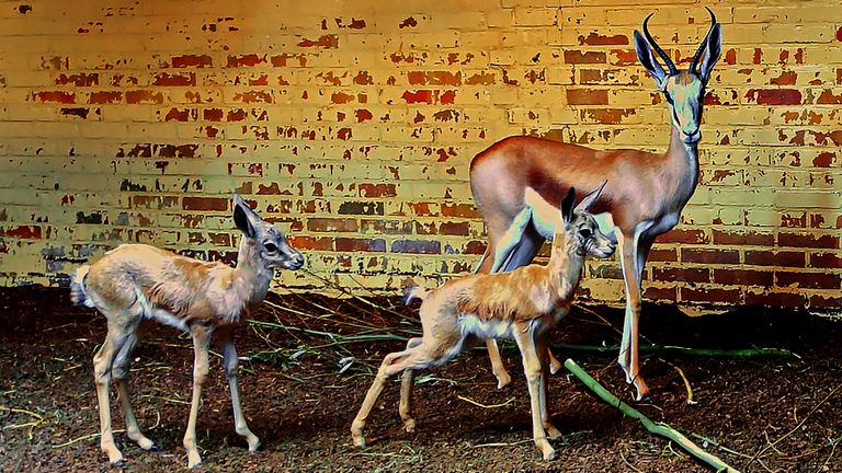 De springbokjes te zien op camerabeelden (foto: Safaripark Beekse Bergen).