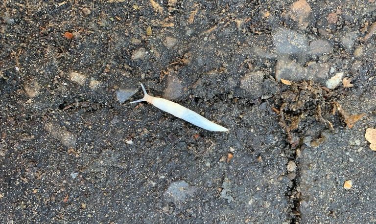 Een albino naaktslak (foto: Henny van den Boer).