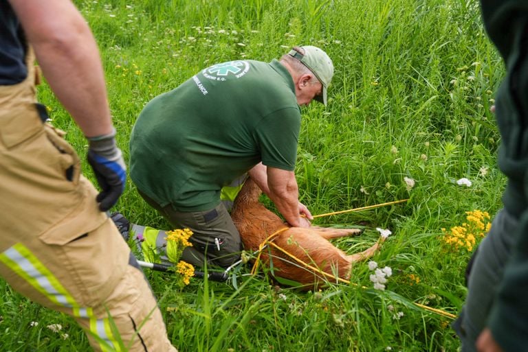 Een medewerker van de Dierenambulance ontfermt zich over de ree (foto: Harrie Grijseels/SQ Vision).