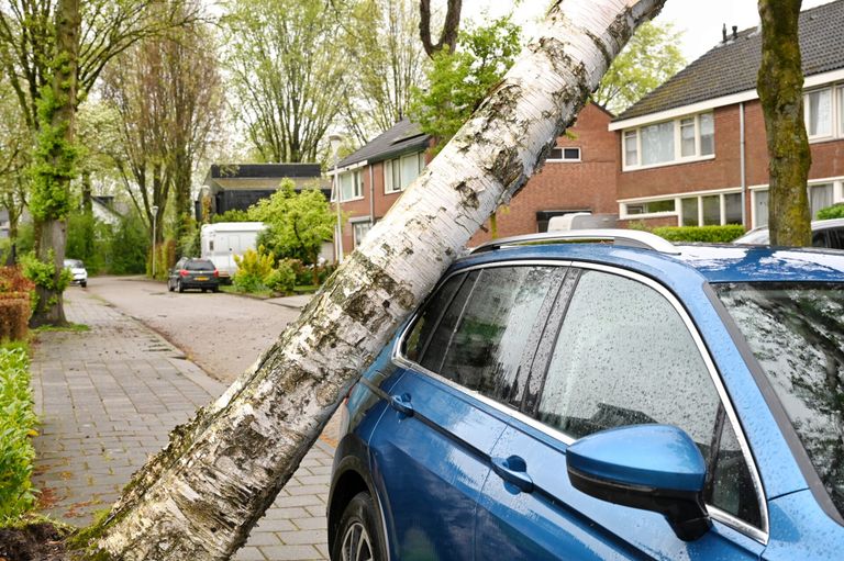 Een boom tegen de auto (foto: Toby de Kort/SQ Vision).