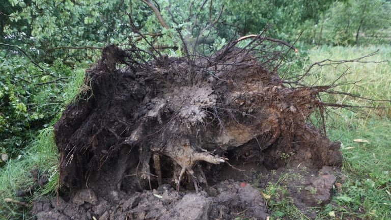 Ook aan de Haven in Oirschot gingen bomen om (foto: Sander van Gils/SQ Vision).