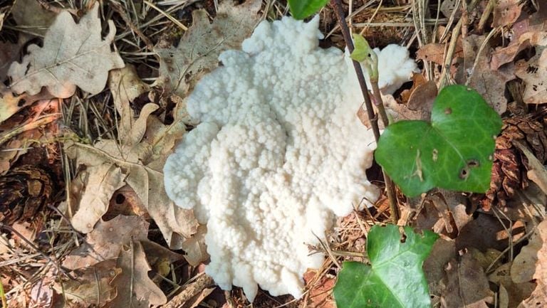 Witte heksenboter (foto: Tommie Rijkers).