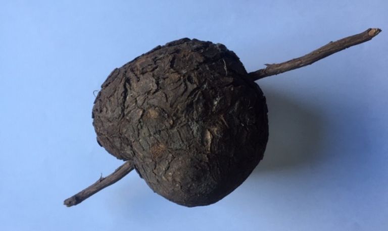 Een houten bol op een wortel (foto: Leo Verkoelen).